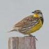 Meadowlark