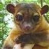 FlappyTheKinkajou