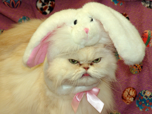 cat-with-bunny-hat-is-not-amused-cat-cats-kitten-kitty-pic-picture-funny-lolcat-cute-fun-lovely-photo-images.jpg