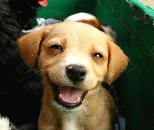 laughing-dog1.jpg