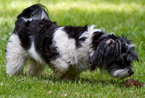 istock_rf_photo_of_dog_sniffing_poop.jpg