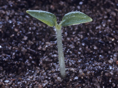 jerome-wexler-potato-seedling-solanum-tuberosum.jpg