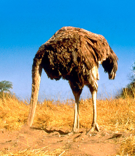 035ostrich-head-in-sand_468x538.jpg