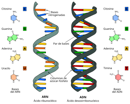 450px-Difference_DNA_RNA-ES.svg.png