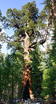 240px-Grizzly_Giant_Mariposa_Grove.jpg