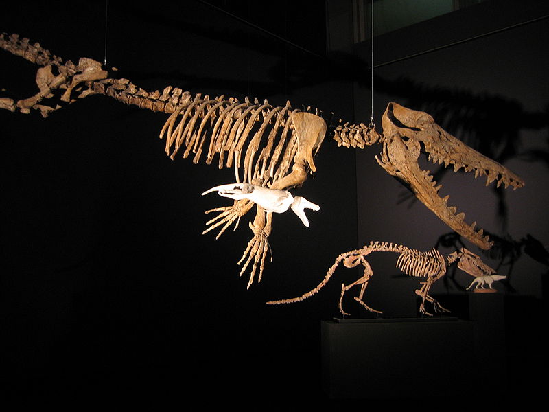 800px-Ambulocetus_et_pakicetus.jpg