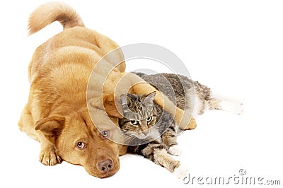 dog-and-cat-relaxing-thumb2447398.jpg