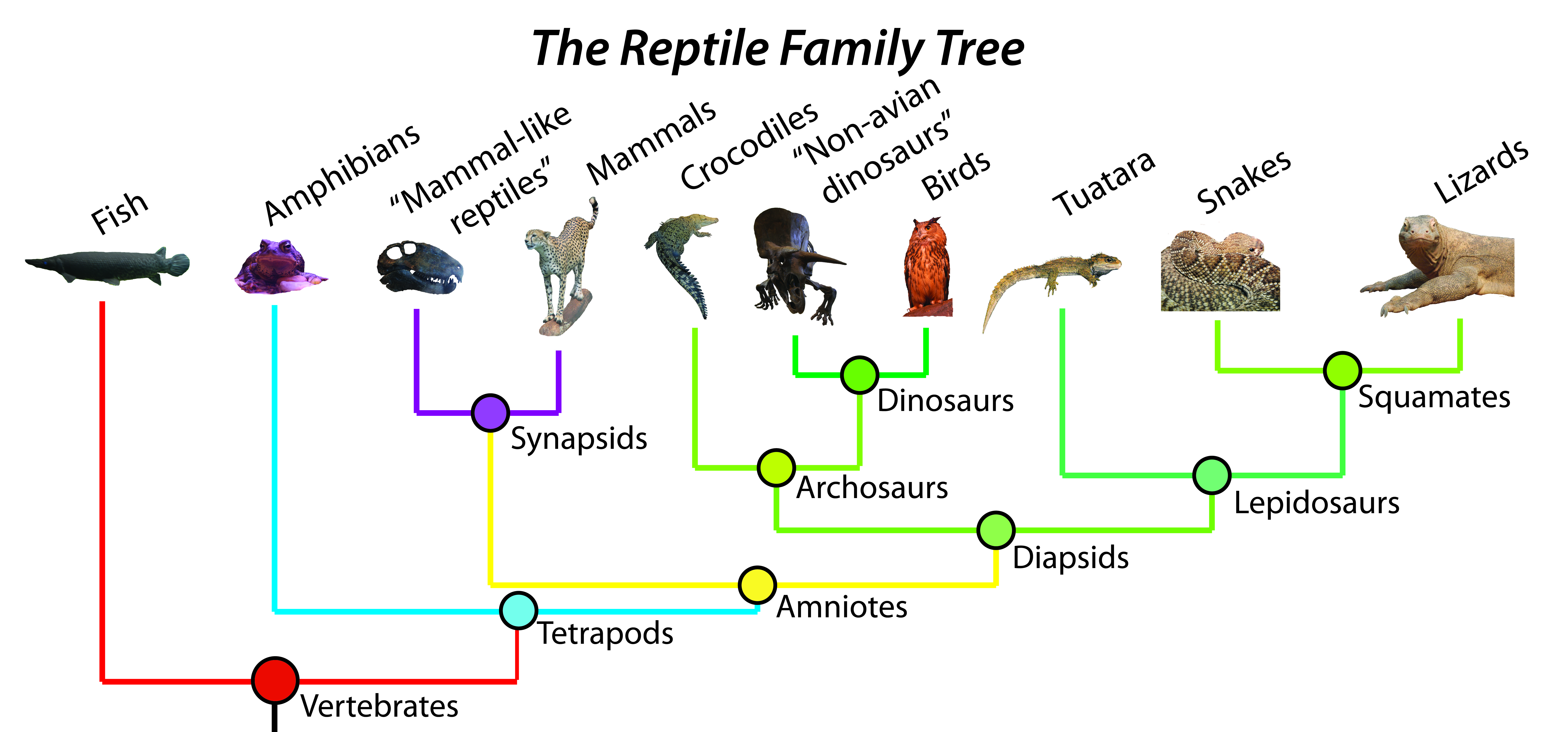 The-Reptile-Family-Tree.jpg