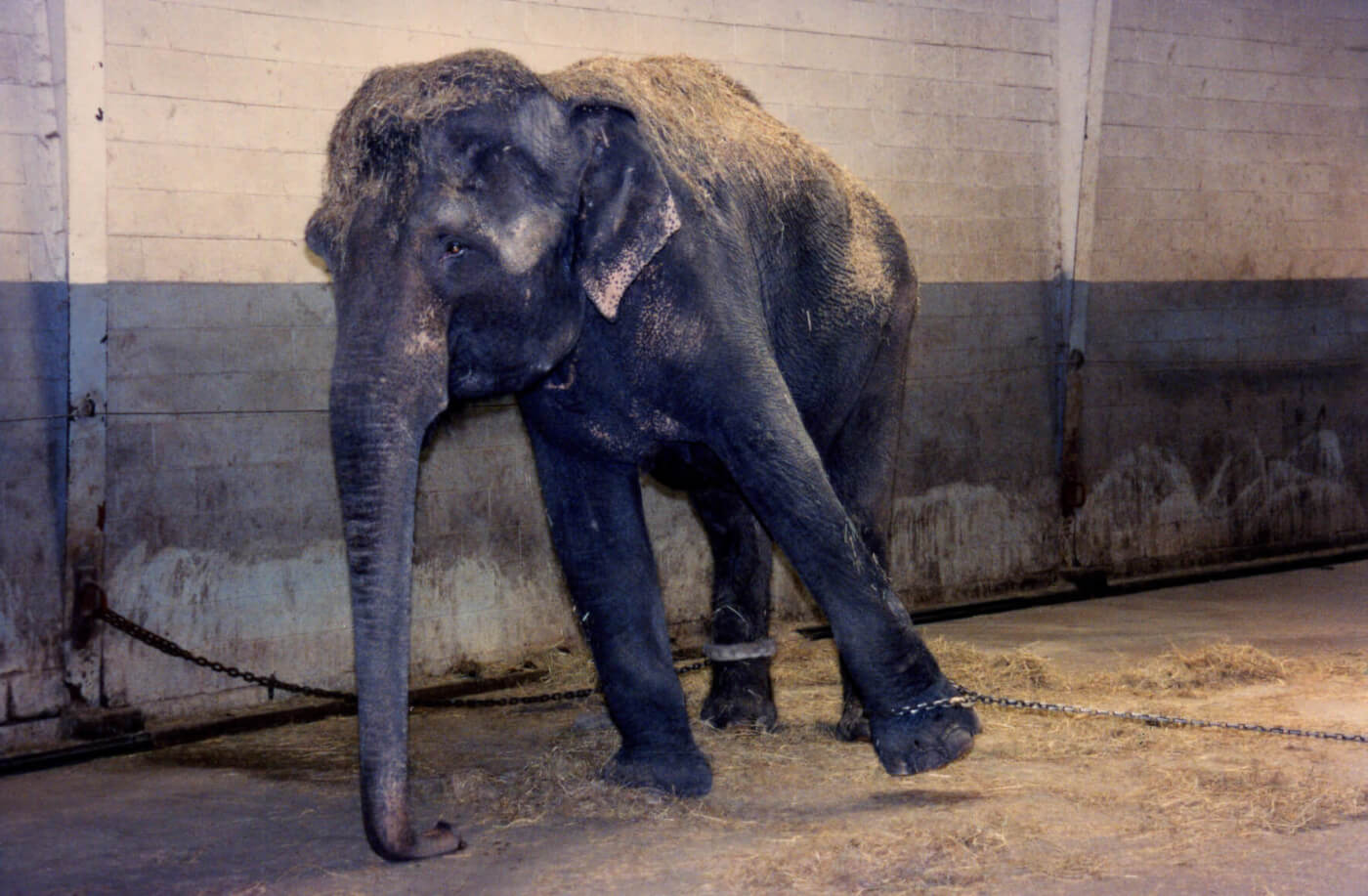 chained-elephant.jpg