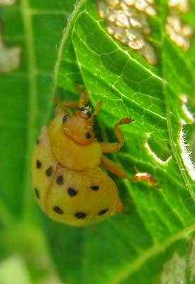 bean-beetle-control1.jpg