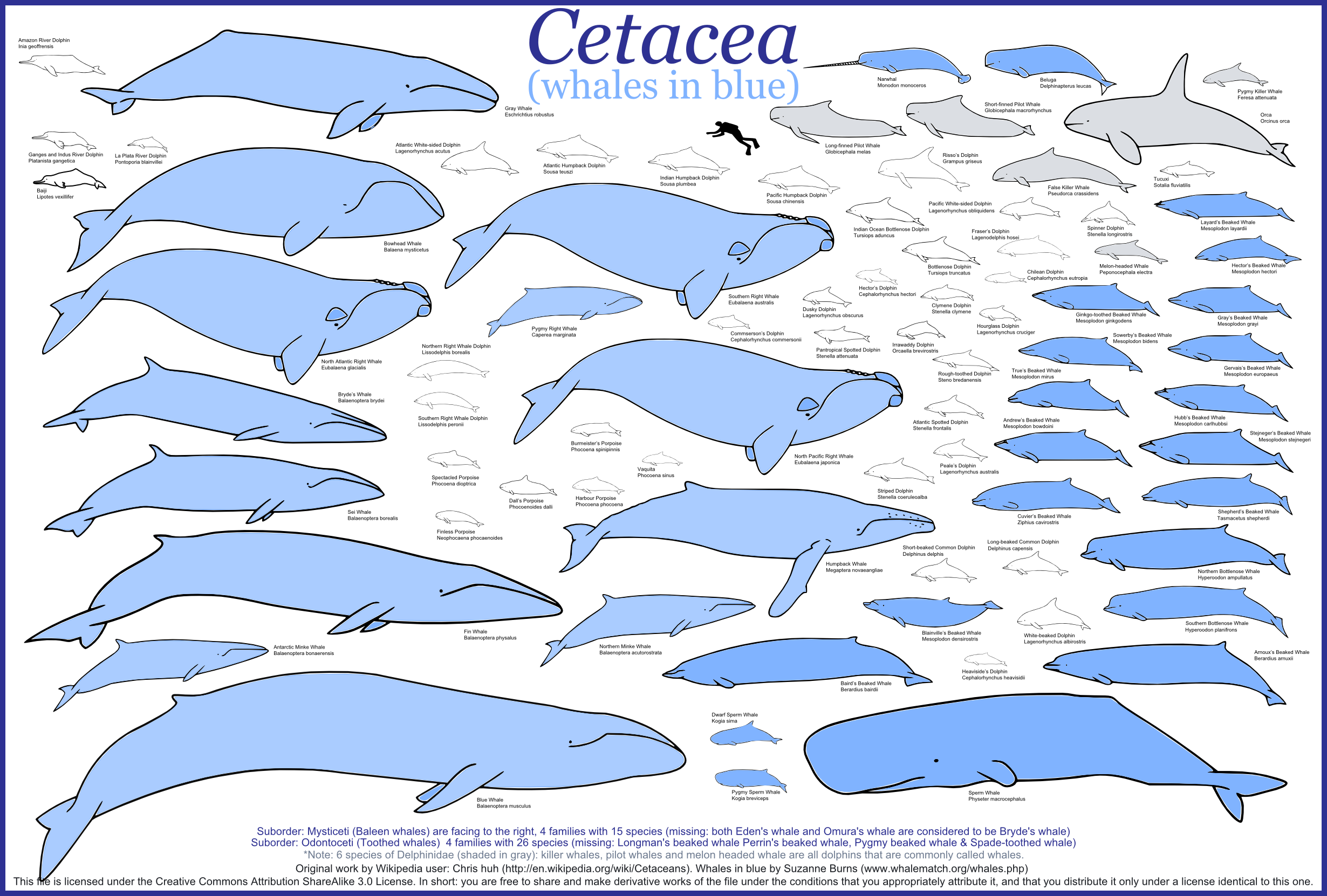 Cetacea_whales.png