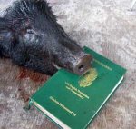 pig_blood_koran_02.jpg