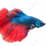 RedFishBlueFish