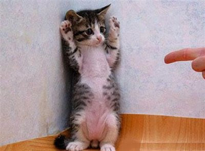 Cute+cat+hands+up.jpg