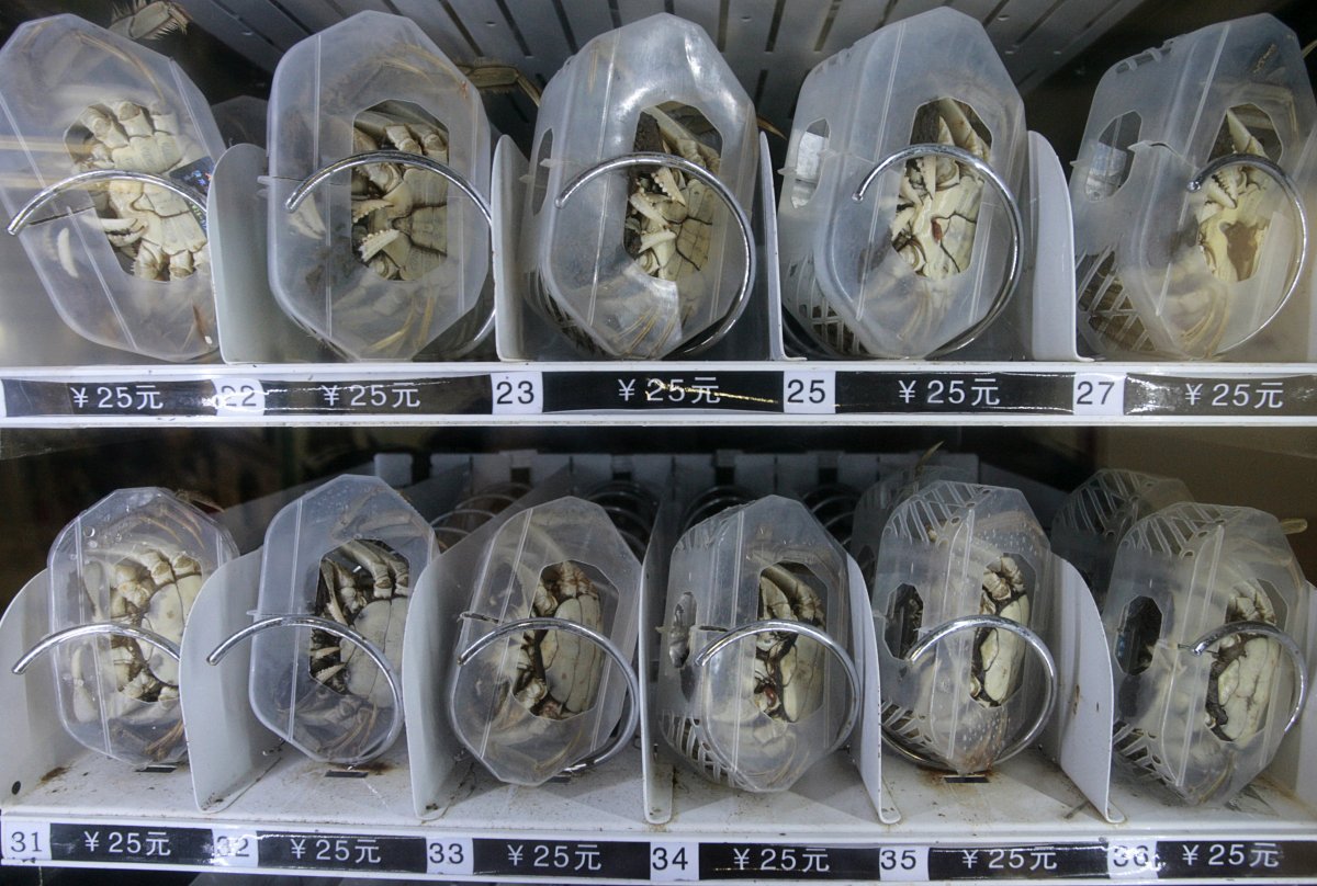 dont-like-cupcakes-in-china-live-hairy-crabs-can-be-purchased-from-a-vending-machine-at-a-main-subway-station-in-nanjing-its-the-first-live-crab-vendi.jpg