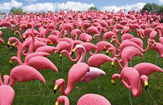 Summer2012FeaturePinkFlamingosB.jpg