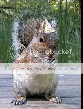 tinfoilhatsquirrel.jpg