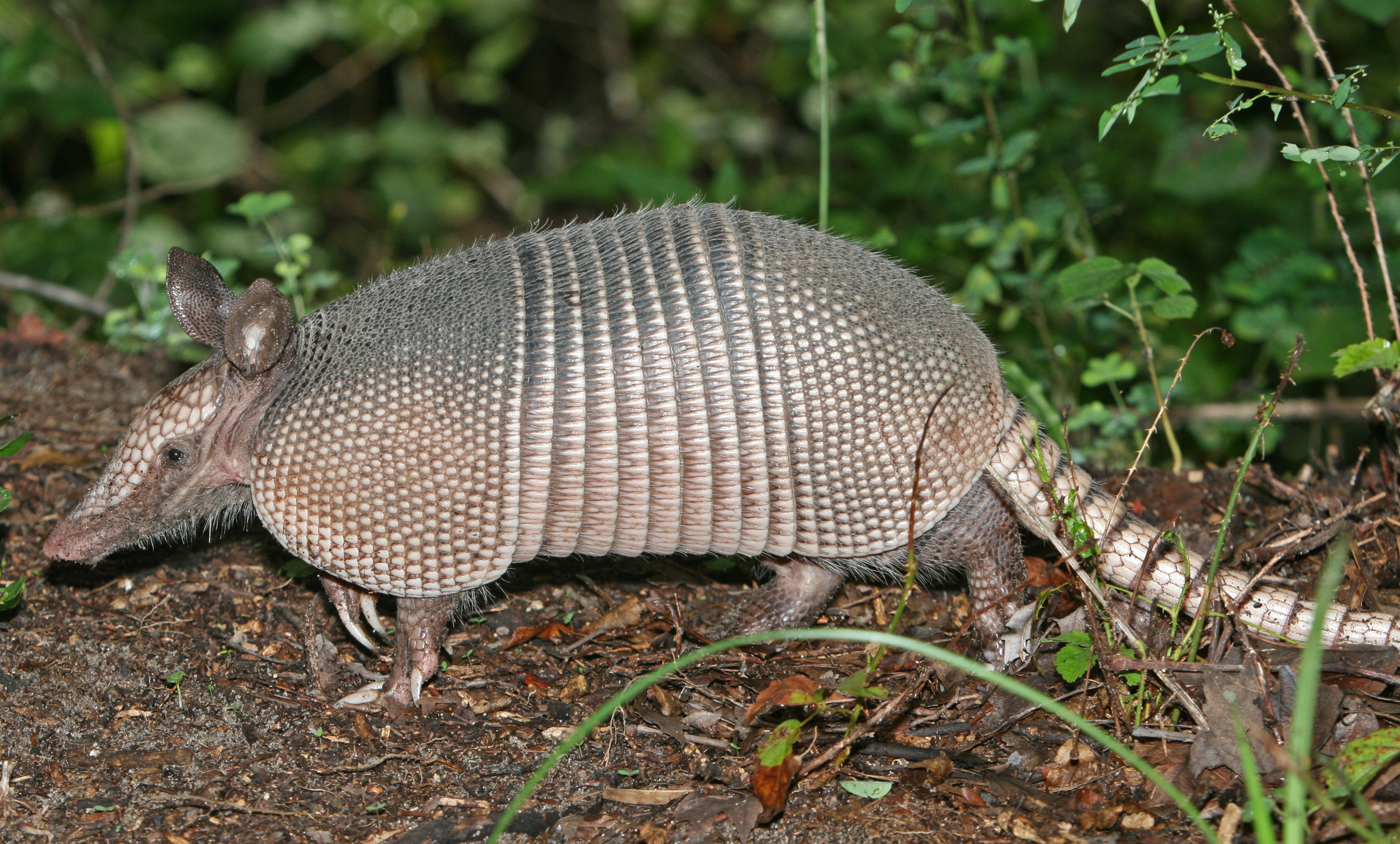 Nine-banded_Armadillo.jpg