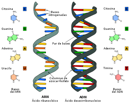 450px-Difference_DNA_RNA-ES.svg.png
