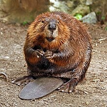 220px-American_Beaver.jpg