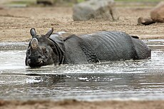 230px-Rhinoceros_unicornis_fg01.JPG