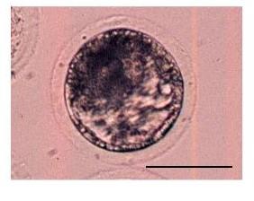 PorcineBlastocyst.jpg