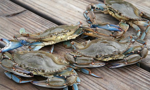 Blue_Crab_page_image.jpg