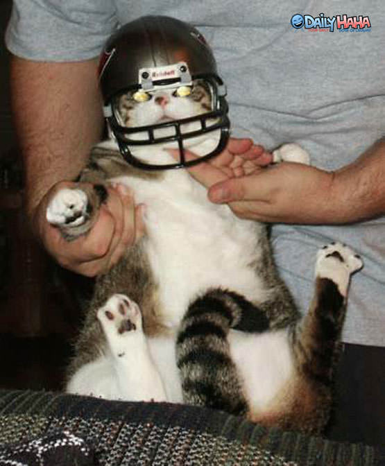 football_helmet_cat.jpg