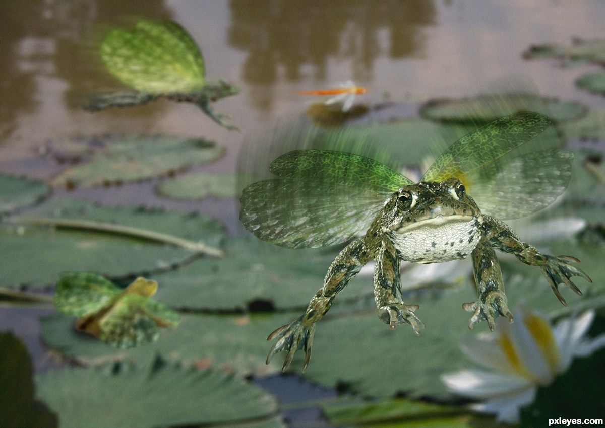 And-If-Frogs-Had-Wings-4d624de292127_hires.jpg