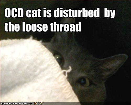 funny-pictures-ocd-cat-is-disturbed-by-loose-threads11.jpg